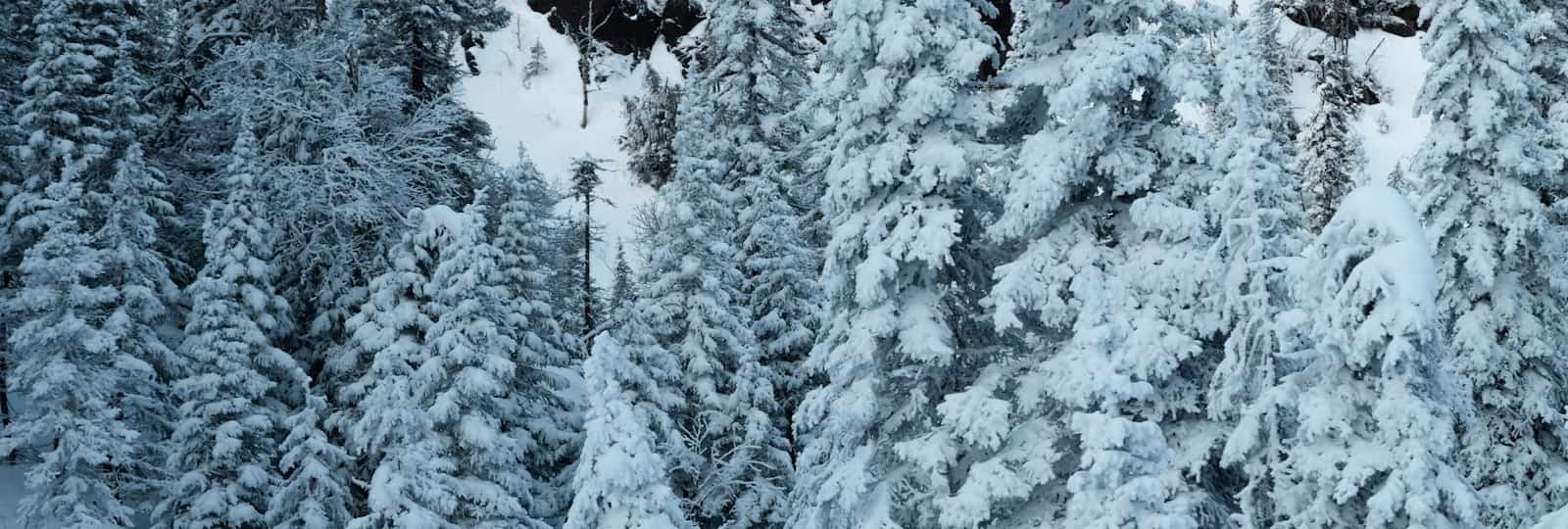Snow loaded pine trees packed together, seen from above.